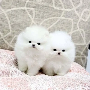 Pomeranian boo tip ursuleț