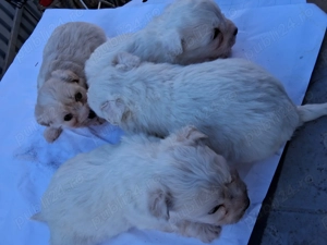 Catei bison 5saptamini