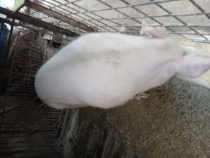 Vând porci cu greutate 150si200kg - imagine 2