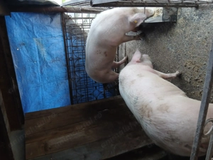 Vând porci cu greutate 150si200kg - imagine 4