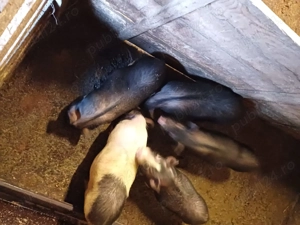 Vând soldani vietnamezi  - imagine 4