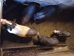 Vând soldani vietnamezi 