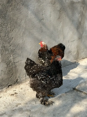 de vanzare pereche de gaini brahma portelan