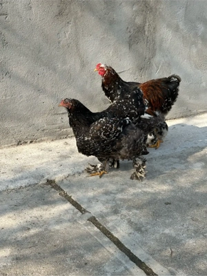 de vanzare pereche de gaini brahma portelan - imagine 2