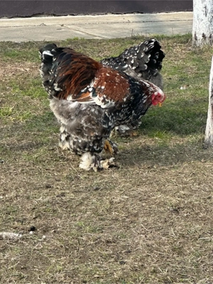 de vanzare pereche de gaini brahma portelan - imagine 5