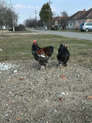 de vanzare pereche de gaini brahma portelan - imagine 4