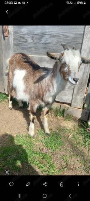 Vand capre  - imagine 2