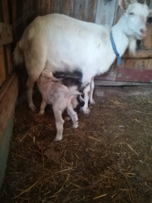 Vand capre  - imagine 3