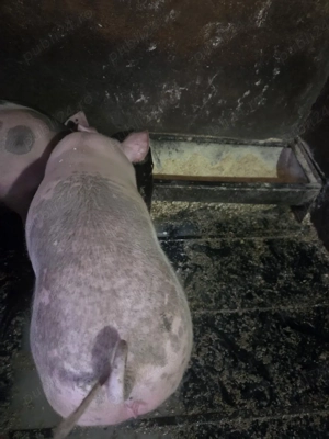 Vând Șoldani - imagine 2