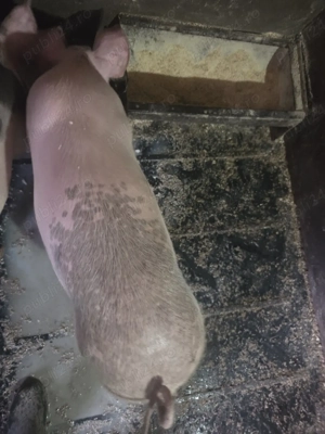 Vând Șoldani - imagine 3