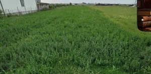 Teren intravilan   Capatanesti   Maracineni   2500mp   d=20   Pret: 23  mp neg.    - imagine 3