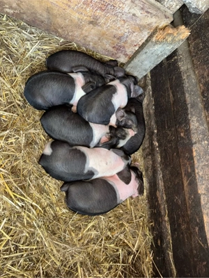 Vând scroafă bazna  - imagine 5