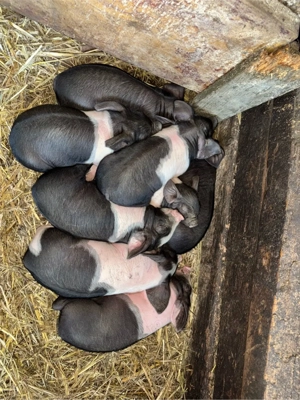 Vând scroafă bazna  - imagine 3