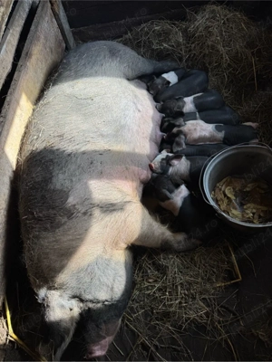 Vând scroafă bazna  - imagine 4