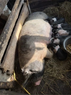 Vând scroafă bazna  - imagine 2