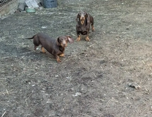 Teckel pererche de vanzare!  Tel   