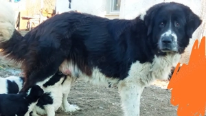 Catei de vanzare - imagine 4