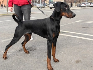 Căței doberman cu pedigree tip A - FCI  - imagine 3