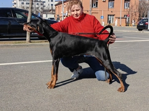 Căței doberman cu pedigree tip A - FCI 