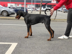 Căței doberman cu pedigree tip A - FCI  - imagine 4