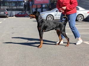Căței doberman cu pedigree tip A - FCI  - imagine 2