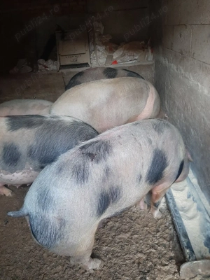 vand porci mari 8 lei kg 