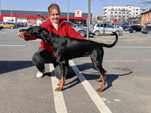 Căței doberman cu pedigree tip A - FCI  - imagine 5