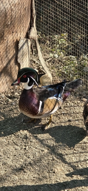 rățoi carolin - imagine 3