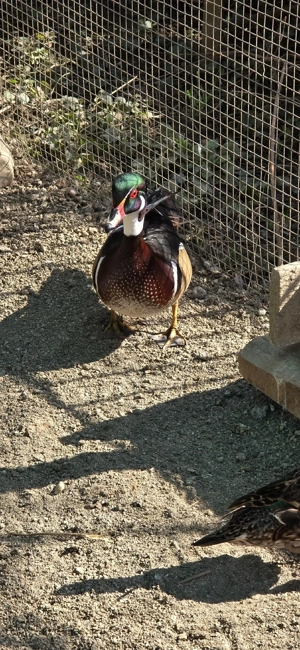 rățoi carolin - imagine 4