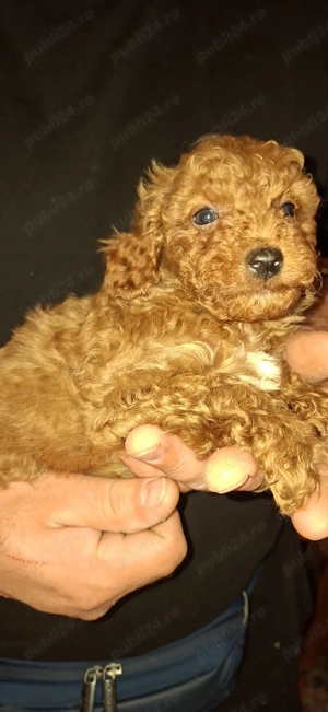 Pudel culoare red - imagine 3