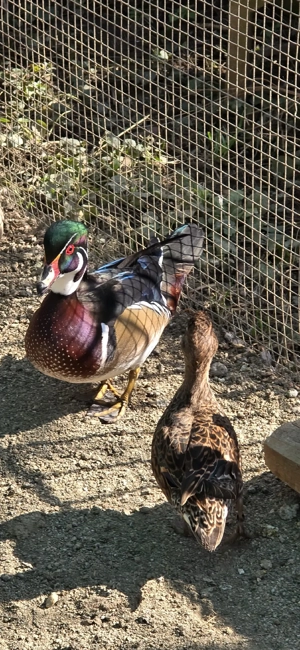 rățoi carolin - imagine 2