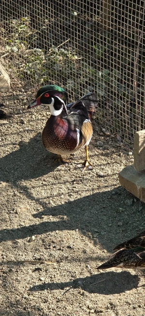 rățoi carolin - imagine 5