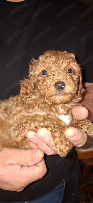 Pudel culoare red - imagine 2