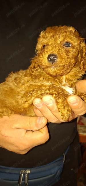 Pudel culoare red - imagine 4