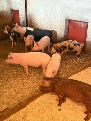 purcei 20-35kg 11-14 saptamani - imagine 4