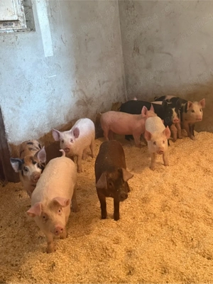 purcei 20-35kg 11-14 saptamani