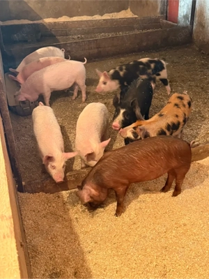 purcei 20-35kg 11-14 saptamani - imagine 3