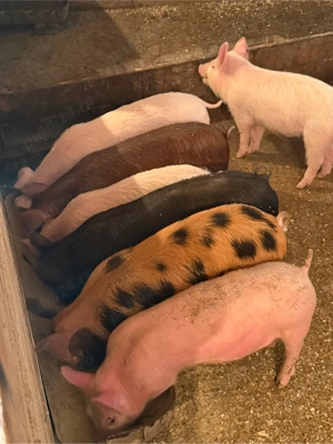 purcei 20-35kg 11-14 saptamani - imagine 2