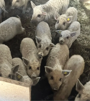 Purcei mangalita  - imagine 4