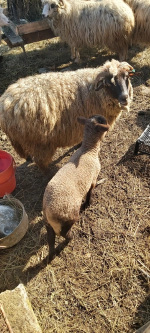 Vind 4 Oi , una fatata