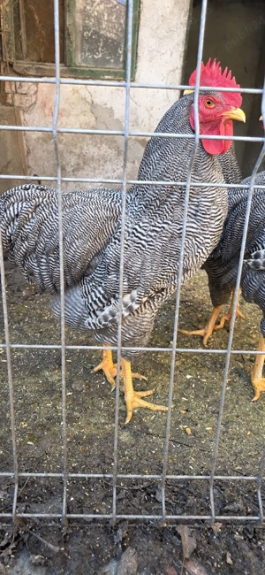 vand cocosi Playmouth Rock Barat - imagine 4