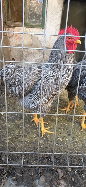 vand cocosi Playmouth Rock Barat - imagine 3