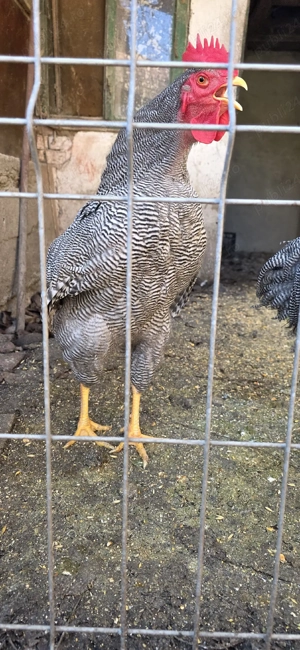 vand cocosi Playmouth Rock Barat - imagine 2