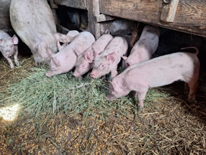 Purcei și capre de vanzare 