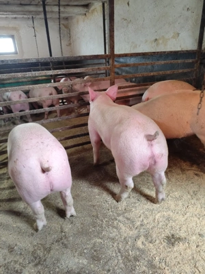 Purcei Godani Porci mari de carne  - imagine 2