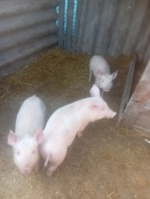 vand porci mici 1000 lei perechea si porc mare 1800 lei - imagine 4