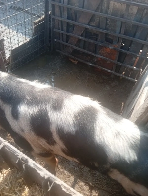 vand porci mici 1000 lei perechea si porc mare 1800 lei - imagine 2