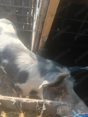 vand porci mici 1000 lei perechea si porc mare 1800 lei - imagine 3