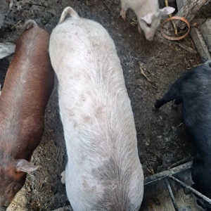 purcea de casă  - imagine 2