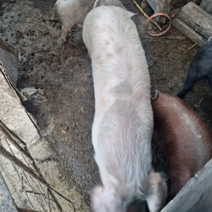 purcea de casă  - imagine 3